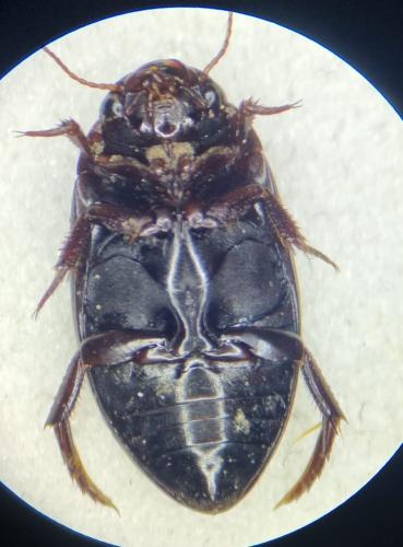 Ilybius quadriguttatus